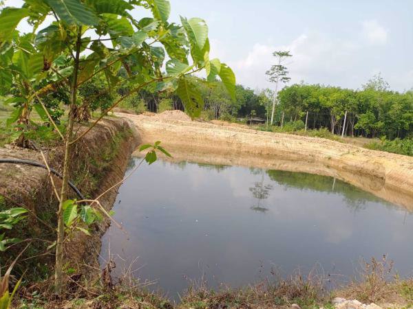 ขายสวนทุเรียน-พร้อมให้ผลผลิต-7-ไร่-2งาน-ท่าใหม่-จจันทบุรี-ติดน้ำ-มีบึง-และบ้านพัก-1-หลัง