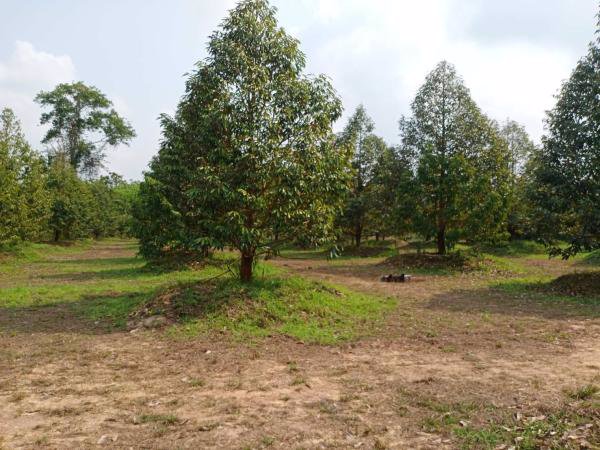 ขายสวนทุเรียน-พร้อมให้ผลผลิต-7-ไร่-2งาน-ท่าใหม่-จจันทบุรี-ติดน้ำ-มีบึง-และบ้านพัก-1-หลัง