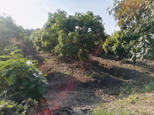 ขายด่วนที่ดิน-3ไร่-รูปแปลงสวย-ทำเลดี-อบางเลน-จนครปฐม