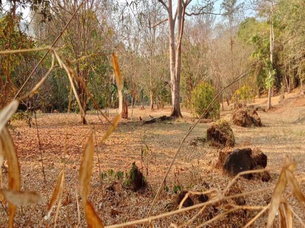 ขายที่ดิน-348-ตรวติดลำธารแปลงสวยติดถนนหลัก-1269-สะเมิง-หางดง