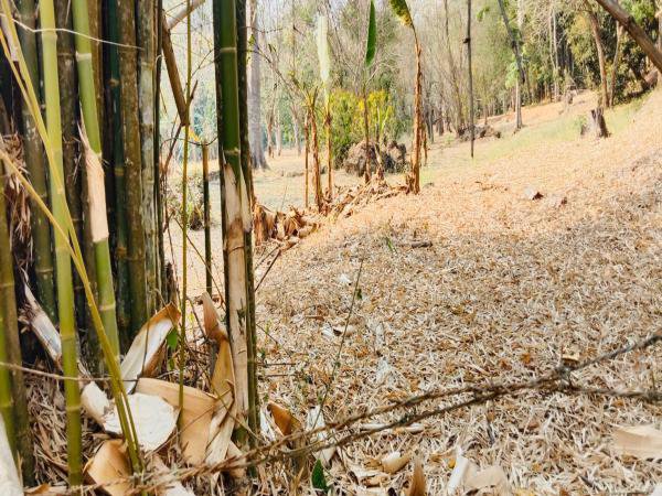 ขายที่ดิน-348-ตรวติดลำธารแปลงสวยติดถนนหลัก-1269-สะเมิง-หางดง