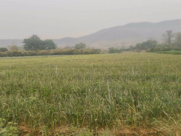 ขายที่ดินติดน้ำปิงเชียงดาว-วิวเขา-2แปลง-จะซื้อแยกหรือซื้อรวมทั้งหมดก็ได้