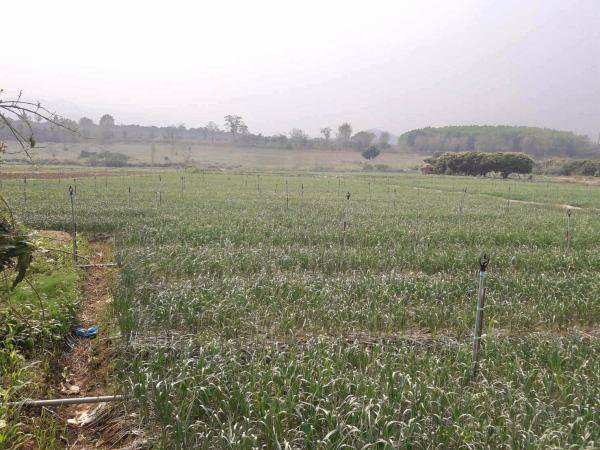 ขายที่ดินติดน้ำปิงเชียงดาว-วิวเขา-2แปลง-จะซื้อแยกหรือซื้อรวมทั้งหมดก็ได้