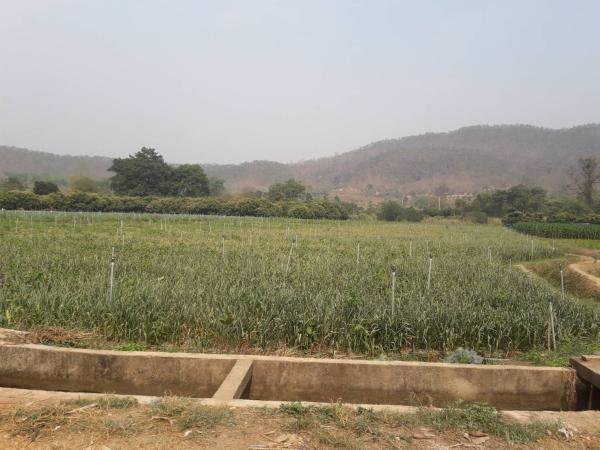 ขายที่ดินติดน้ำปิงเชียงดาว-วิวเขา-2แปลง-จะซื้อแยกหรือซื้อรวมทั้งหมดก็ได้