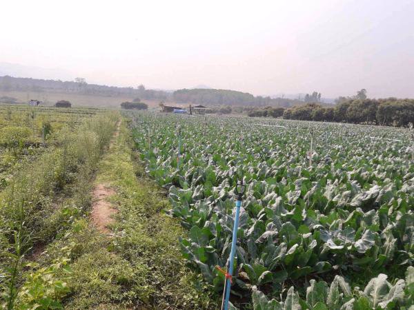 ขายที่ดินติดน้ำปิงเชียงดาว-วิวเขา-2แปลง-จะซื้อแยกหรือซื้อรวมทั้งหมดก็ได้