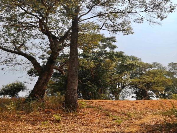 ขายที่ดินแปลงสวยวิว-360-องศา-แม่ริม-เชียงใหม่-เนื้อที่-4-2-30-ไร่