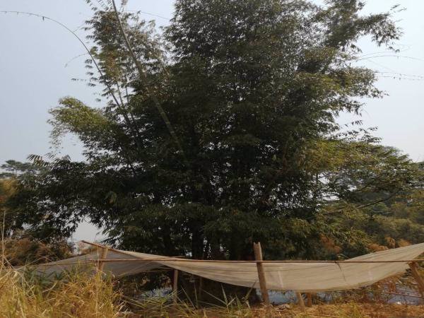 ขายที่ดินแปลงสวยวิว-360-องศา-แม่ริม-เชียงใหม่-เนื้อที่-4-2-30-ไร่