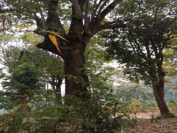 ขายที่ดินแปลงสวยวิว-360-องศา-แม่ริม-เชียงใหม่-เนื้อที่-4-2-30-ไร่