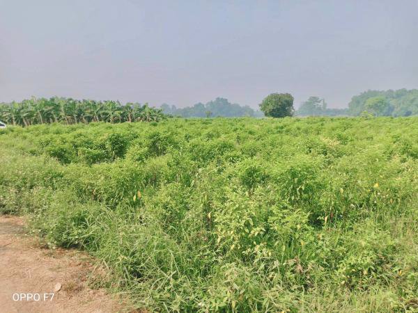 ที่ดินติดน้ำปิงแปลงสวยโซนท่องเที่ยว-แม่แตง-เชียงใหม่-เนื้อที่-14-2-41-ไร่