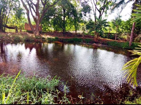 ขายบ้านสวน-เรือนไทย-เชียงใหม่-บ้านทรงไทย-พื้นที่เยอะ-1ไร่-1งาน-79-ตารางวา