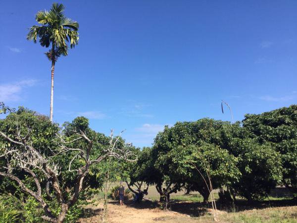 ขายที่ดินแม่ริม-6-2-33-ไร่-ติดลำเหมือง-น้ำไหลตลอดปี-วิวภูเขา-พร้อมบ้านหนึ่งหลัง