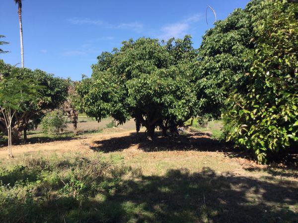 ขายที่ดินแม่ริม-6-2-33-ไร่-ติดลำเหมือง-น้ำไหลตลอดปี-วิวภูเขา-พร้อมบ้านหนึ่งหลัง