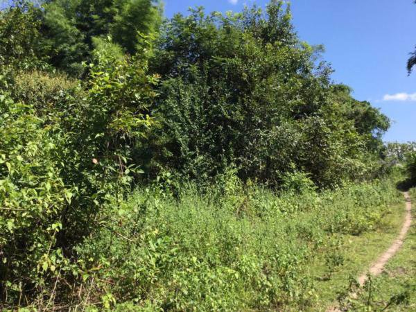 ขายที่ดิน-เนื้อที่-2-ไร่-83-ตารางวา-โฉนด-ที่เนิน-ติดถนน-วิวภูเขา-ติดถนนแม่ริม-บ้านไร่-3009-