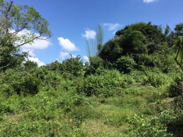 ขายที่ดิน-เนื้อที่-2-ไร่-83-ตารางวา-โฉนด-ที่เนิน-ติดถนน-วิวภูเขา-ติดถนนแม่ริม-บ้านไร่-3009-