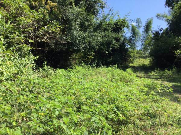 ขายที่ดิน-เนื้อที่-2-ไร่-83-ตารางวา-โฉนด-ที่เนิน-ติดถนน-วิวภูเขา-ติดถนนแม่ริม-บ้านไร่-3009-