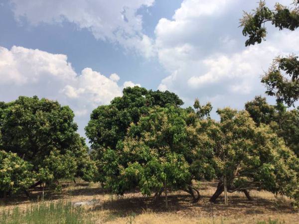 ขายสวนลำไย-วิวภูเขาล้อมรอบ-ติดสระน้ำ-เนื้อที่-29-1-37-ไร่