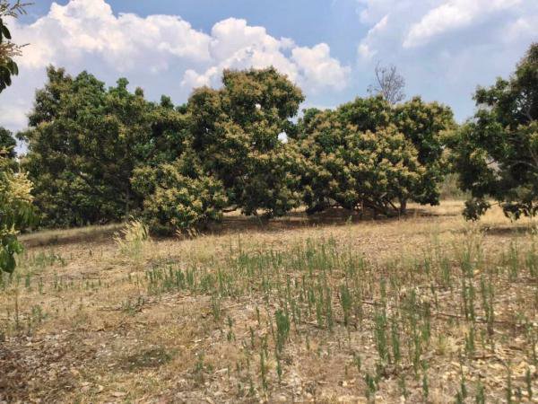 ขายสวนลำไย-วิวภูเขาล้อมรอบ-ติดสระน้ำ-เนื้อที่-29-1-37-ไร่