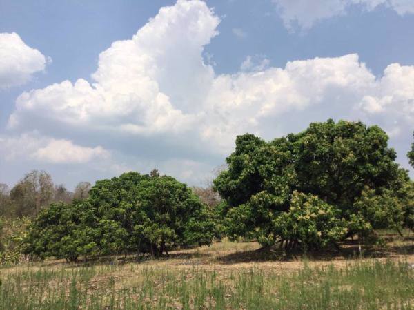 ขายสวนลำไย-วิวภูเขาล้อมรอบ-ติดสระน้ำ-เนื้อที่-29-1-37-ไร่