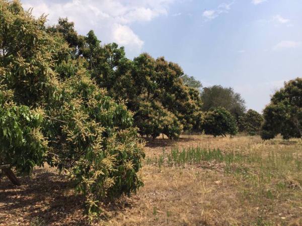 ขายสวนลำไย-วิวภูเขาล้อมรอบ-ติดสระน้ำ-เนื้อที่-29-1-37-ไร่