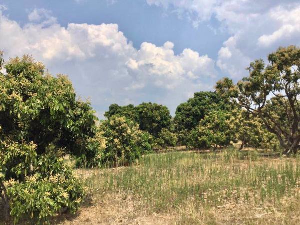 ขายสวนลำไย-วิวภูเขาล้อมรอบ-ติดสระน้ำ-เนื้อที่-29-1-37-ไร่