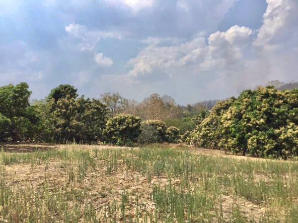 ขายสวนลำไย-วิวภูเขาล้อมรอบ-ติดสระน้ำ-เนื้อที่-29-1-37-ไร่