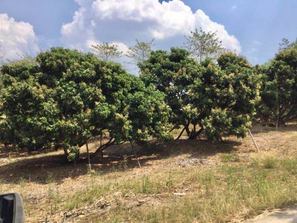 ขายสวนลำไย-วิวภูเขาล้อมรอบ-ติดสระน้ำ-เนื้อที่-29-1-37-ไร่