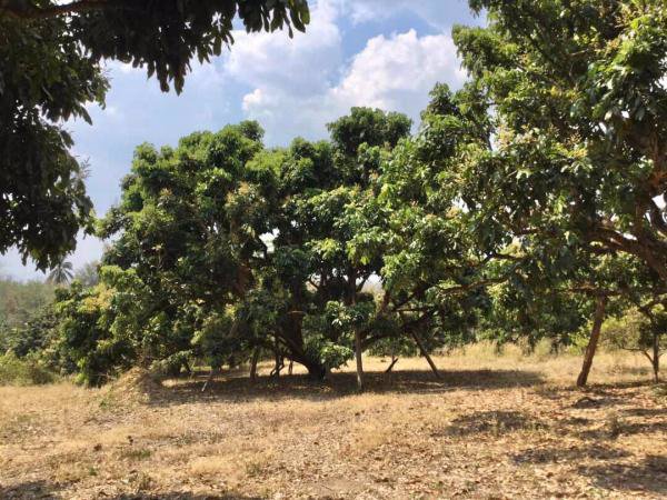 ขายสวนลำไย-วิวภูเขาล้อมรอบ-ติดสระน้ำ-เนื้อที่-29-1-37-ไร่