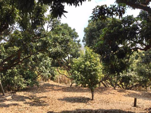 ขายสวนลำไย-วิวภูเขาล้อมรอบ-ติดสระน้ำ-เนื้อที่-29-1-37-ไร่