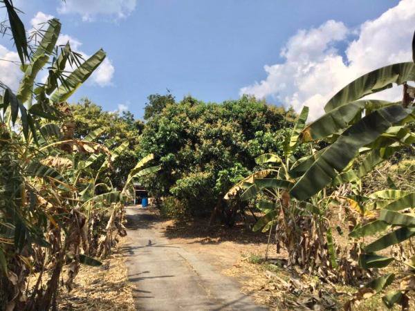 ขายสวนลำไย-วิวภูเขาล้อมรอบ-ติดสระน้ำ-เนื้อที่-29-1-37-ไร่