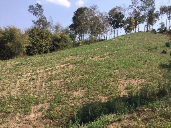 ขายที่ดิน-23-2-81-ไร่-โฉนด-ที่เนินสวน-วิวภูเขา-360-องศา-เชียงดาว-เชียงใหม่