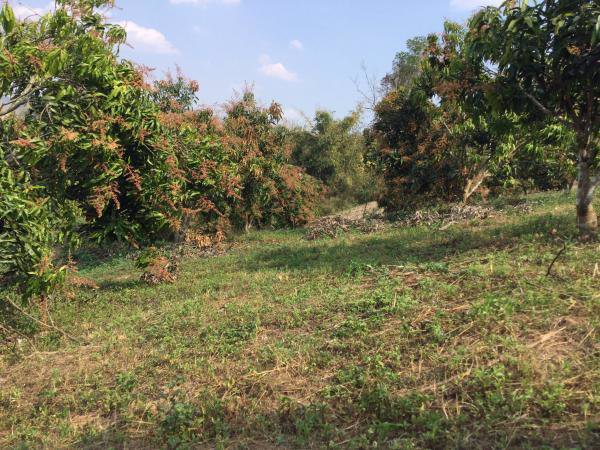 ขายที่ดิน-23-2-81-ไร่-โฉนด-ที่เนินสวน-วิวภูเขา-360-องศา-เชียงดาว-เชียงใหม่