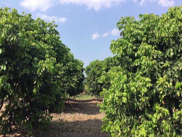 ขายที่ดิน-23-2-81-ไร่-โฉนด-ที่เนินสวน-วิวภูเขา-360-องศา-เชียงดาว-เชียงใหม่