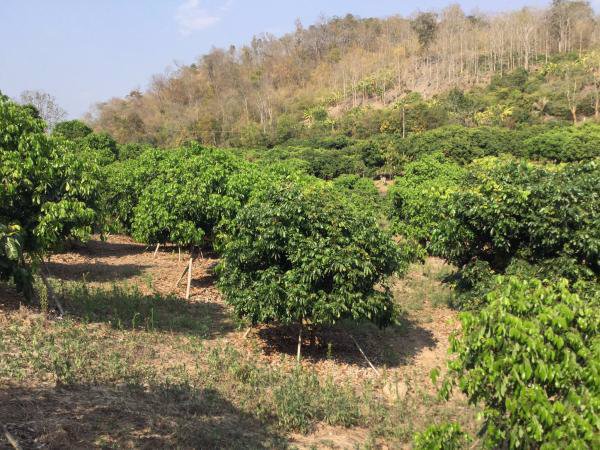 ขายที่ดิน-23-2-81-ไร่-โฉนด-ที่เนินสวน-วิวภูเขา-360-องศา-เชียงดาว-เชียงใหม่