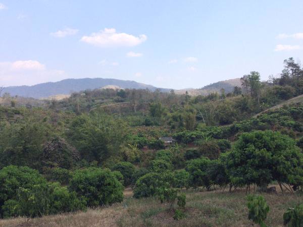 ขายที่ดิน-23-2-81-ไร่-โฉนด-ที่เนินสวน-วิวภูเขา-360-องศา-เชียงดาว-เชียงใหม่