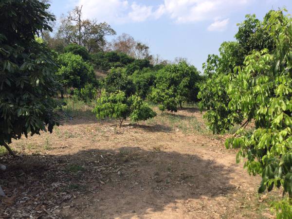 ขายที่ดิน-23-2-81-ไร่-โฉนด-ที่เนินสวน-วิวภูเขา-360-องศา-เชียงดาว-เชียงใหม่