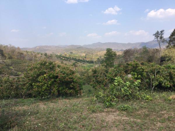 ขายที่ดิน-23-2-81-ไร่-โฉนด-ที่เนินสวน-วิวภูเขา-360-องศา-เชียงดาว-เชียงใหม่