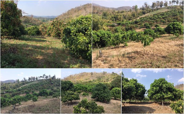 ขายที่ดิน-23-2-81-ไร่-โฉนด-ที่เนินสวน-วิวภูเขา-360-องศา-เชียงดาว-เชียงใหม่