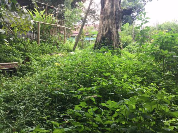 ขายที่ดิน-100ตารางวา-พร้อมบ้านไม้-ติดน้ำแม่ริม-บรรยากาศดี-เชียงใหม่