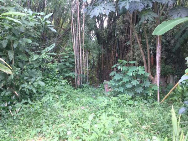 ขายที่ดิน-100ตารางวา-พร้อมบ้านไม้-ติดน้ำแม่ริม-บรรยากาศดี-เชียงใหม่