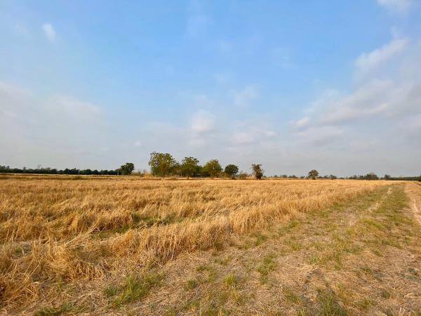 ขายด่วน-ที่ดิน-เนื้อที่-28-2-765-ไร่-อวังทอง-พิษณุโลก