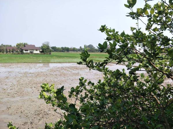 ขายบ้านเดี่ยว-ชั้นเดียว-พื้นที่-50ตรว-โซนดอนแก้ว-แม่ริม-มบดอนแก้ววิลเลจ8