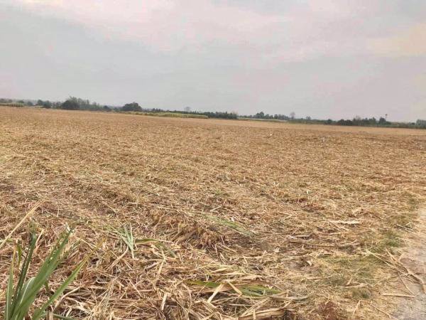 ขายที่ดินราชบุรี-เนื้อที่-39-1-44-ไร่-ดินดี-น้ำดี-ถนนกำลังขยาย-4-เลนรองรับเส้นเศรษฐกิจ