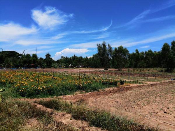 ขายที่ดินมาบตาพุดระยอง-สีม่วงเข้ม-38-0-793-ไร่