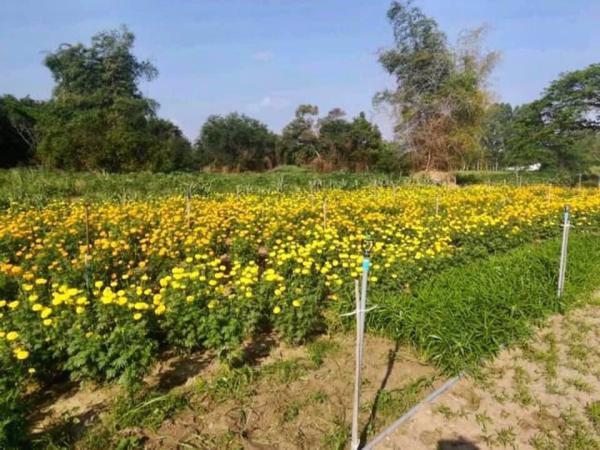 ขายที่ดินมาบตาพุดระยอง-สีม่วงเข้ม-38-0-793-ไร่