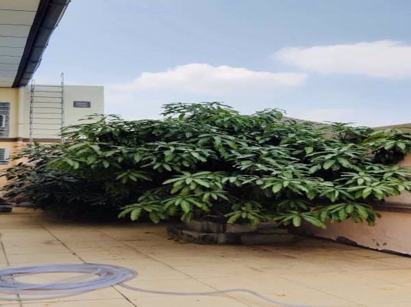 ขายด่วนๆบ้านเดี่ยว2-ชั้น-ซอยร่วมใจ-อสามโคก-จปทุมธานี