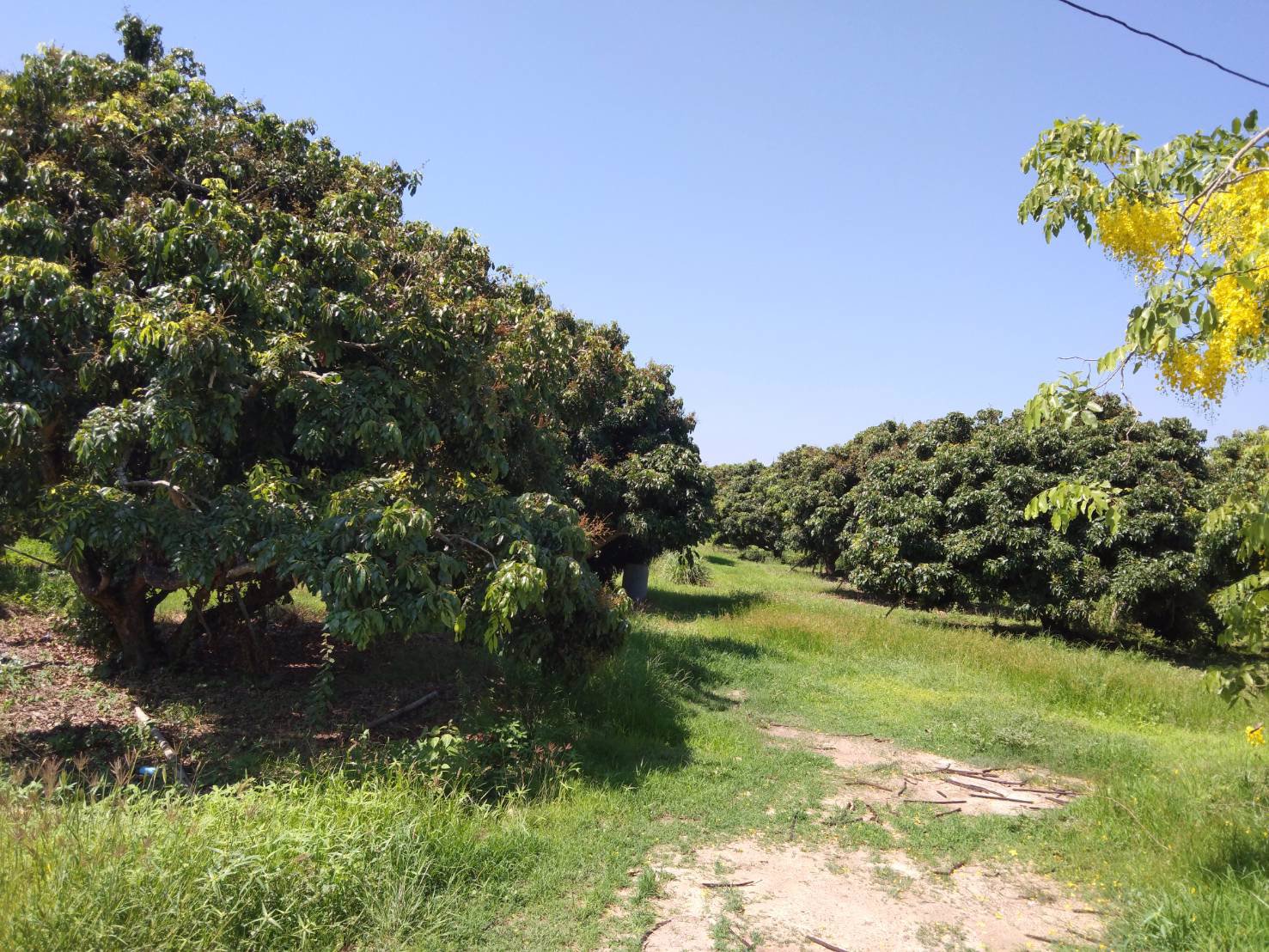 ขายที่ดิน-ติดน้ำปิงหน้าถนนหลักท่าลี่-อป่าซาง