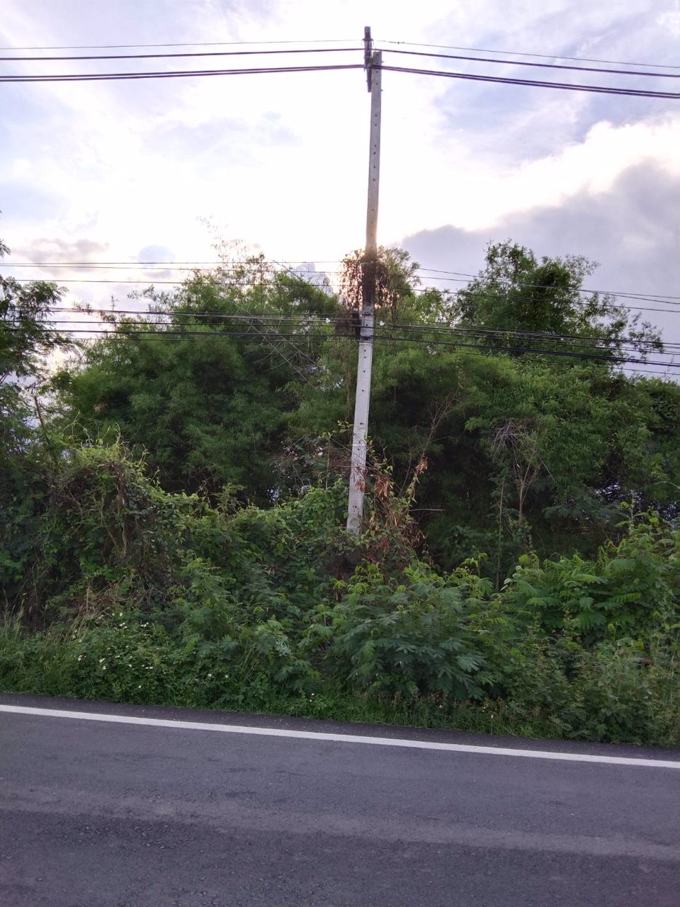 ขายที่ดิน-ติดน้ำปิงหน้าถนนหลักท่าลี่-อป่าซาง