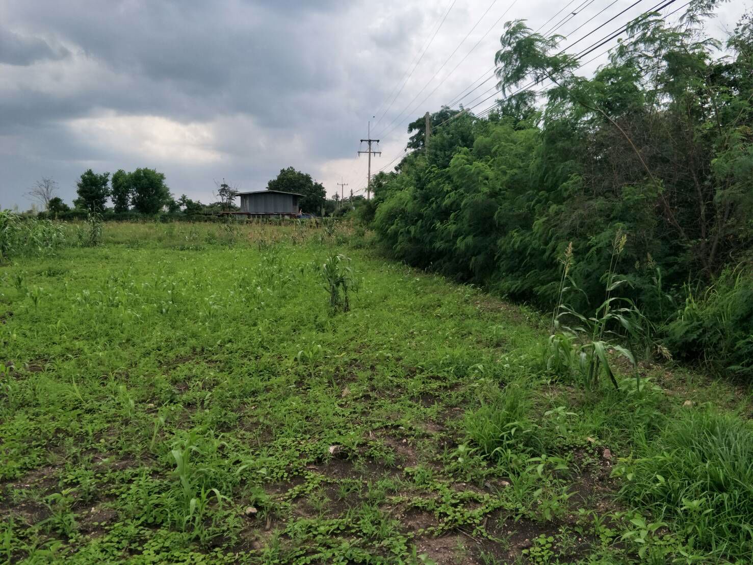 ขายที่ดิน-มีโฉนด-ติดถนนลาดยาง-จำนวน-16-2-20-ไร่-คลองเกตุ-โคกสำโรง-ลพบุรี