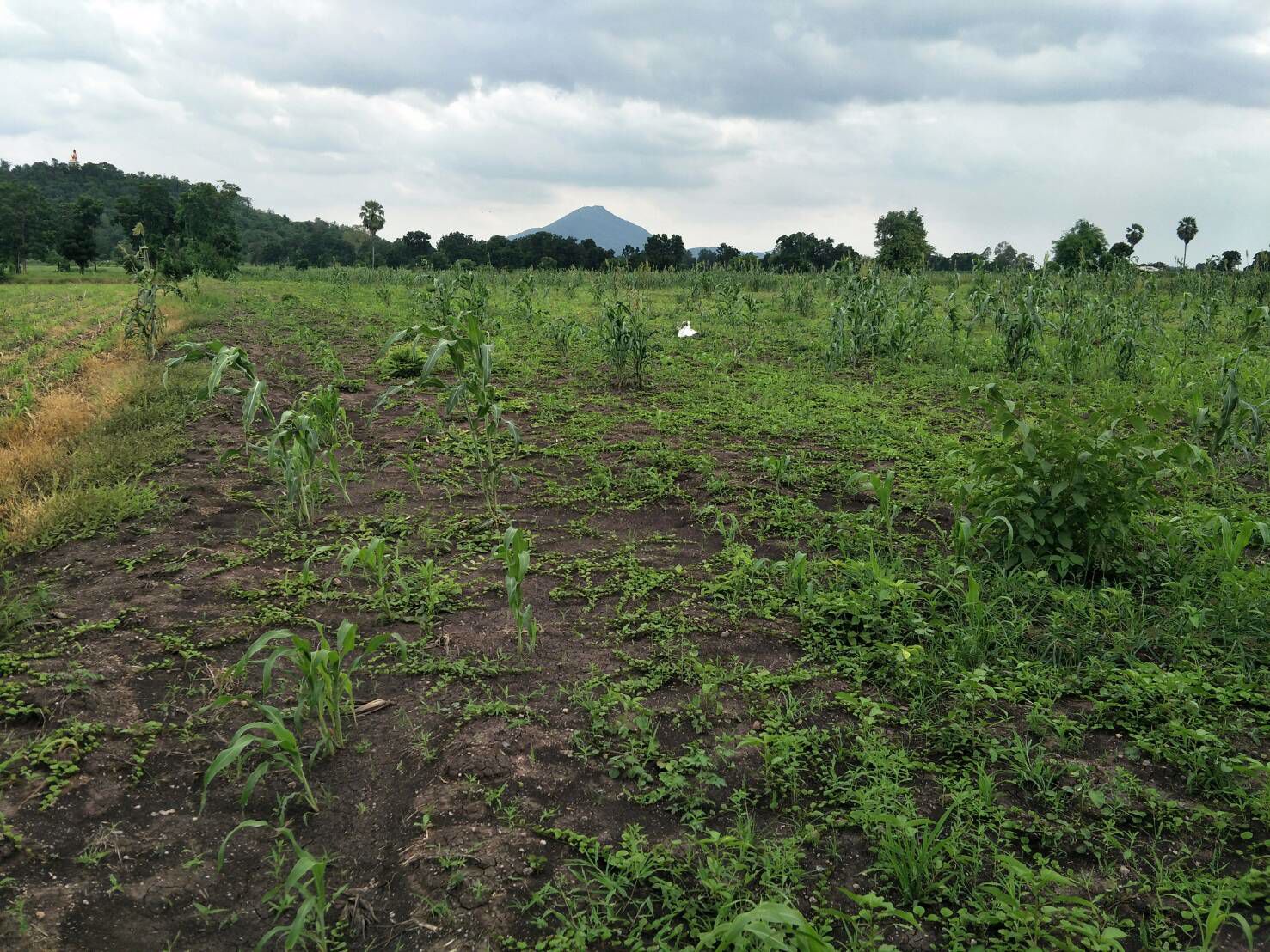 ขายที่ดิน-มีโฉนด-ติดถนนลาดยาง-จำนวน-16-2-20-ไร่-คลองเกตุ-โคกสำโรง-ลพบุรี