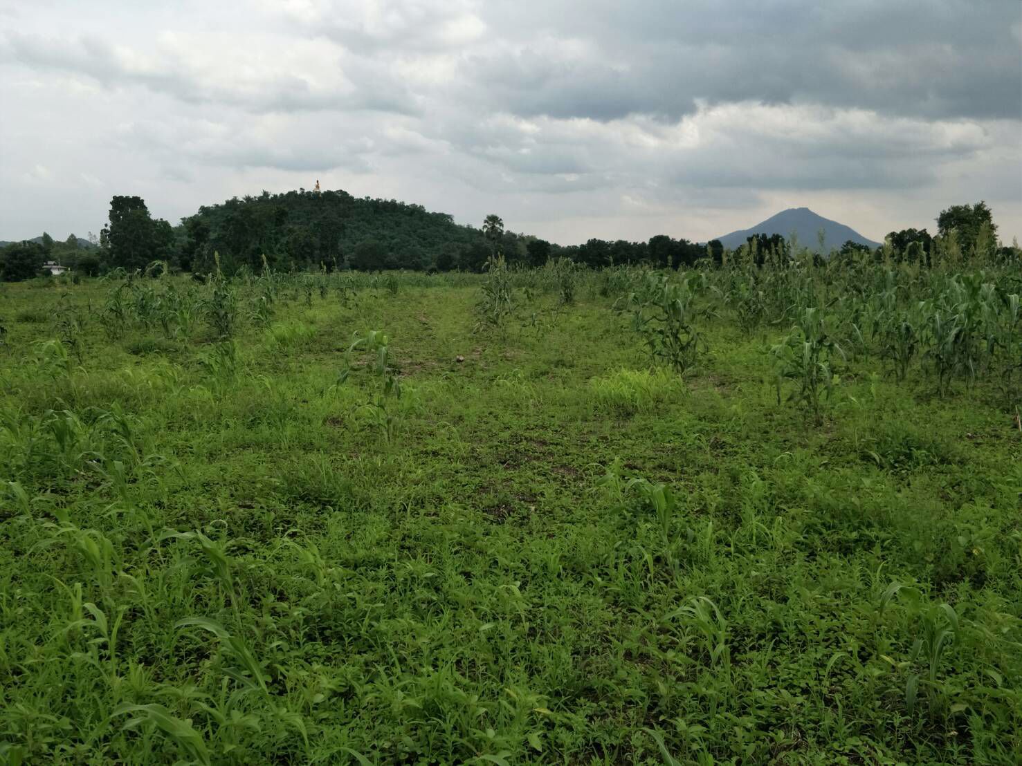 ขายที่ดิน-มีโฉนด-ติดถนนลาดยาง-จำนวน-16-2-20-ไร่-คลองเกตุ-โคกสำโรง-ลพบุรี